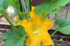黄瓜的开花结果时间及影响因素（黄瓜开花结果的掌控方法）