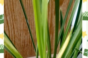 兰花草花期长达数月，不同品种差异明显（品种鉴赏、栽培技巧、赏花收获，了解兰花草花期的多面性）