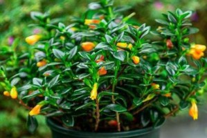 金鱼吊兰的花期及养护管理技巧（让你的金鱼吊兰开得更美丽）