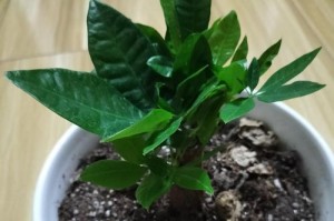 如何正确浇水以小的发财树（掌握关键技巧，让你的发财树茁壮成长）