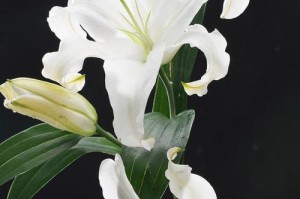 百合是否为双子叶植物的探究