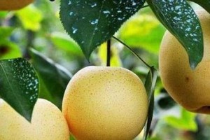 黄冠梨的肥料管理技巧（掌握这些技巧，让你的黄冠梨更健康茂盛）