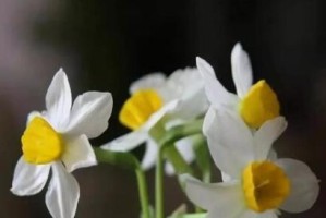 水仙花汁液的毒性分析（探究水仙花的有毒成分及危害）