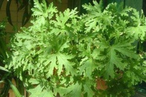 驱蚊草的种植时间与方法（如何在适当的时间种植驱蚊草，让您的夏天免受蚊虫骚扰）