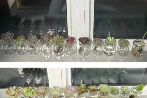 多肉水培全攻略（简单易懂的方法和注意事项，让你成为多肉种植高手）