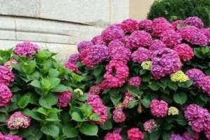 铃兰花（探究铃兰花的生长环境及特性，从根本上了解它的喜阳还是喜阴属性）