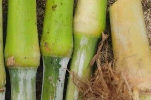 甜象草种子种植指南（快速、简单地种植甜象草，享受清新绿色生活）