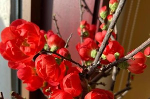 海棠花开花期及生长习性（一年中的花期，海棠花的特点及养护技巧）