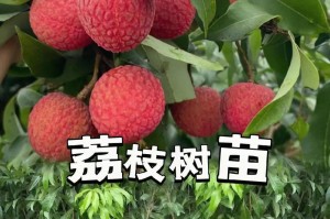 揭秘河北种荔枝的奥秘（探讨河北种荔枝的可行性及发展前景）