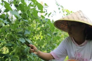 探究拇指西瓜的播种时间（从种子到果实，如何让拇指西瓜长势健康）