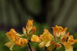 黄色杜鹃花的有毒性（了解黄色杜鹃花的毒性及预防措施）
