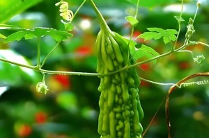 苦瓜生长的全过程（从种植到收获，一步一步教你种出好苦瓜）