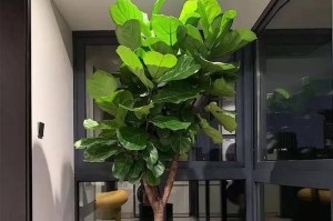 如何正确浇水富贵椰子（正确的浇水时间和方法）