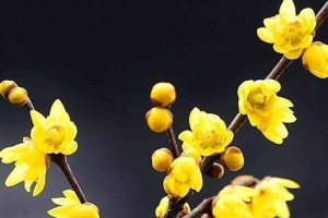 腊梅开花时间分析（冬春季节腊梅的开花时机）