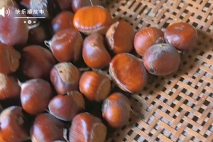 香蕉收获季节与时间（了解香蕉的生长周期和最佳采摘时间，让你吃到最甜的香蕉。）