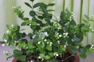 盆栽茉莉的冬季养护方法（让茉莉安全越冬的养护秘诀）
