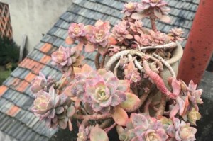 如何养护丝绸面纱多肉（打造优美多姿的绿色空间）