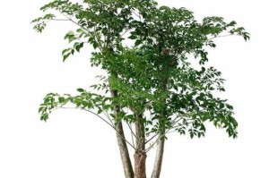 无花果的光照需求（喜阴还是喜阳光？解读无花果的光照需求）