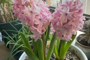 风信子的养护与寿命（如何让风信子长时间绽放？-花卉养护技巧）
