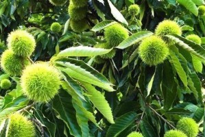 板栗的开花结果时间及栽培技巧（从花期到收获，让你更懂板栗）