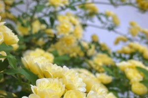 木香花开花时间和花期，你知道吗？（了解木香花的生长规律和开花期，让你更加深入了解这朵优美的花）