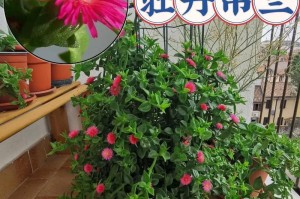 牡丹吊兰不开花的原因（了解如何正确护理牡丹吊兰以促进开花）