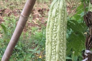 如何选择苦瓜盆栽合适的盆？（从尺寸、材质、排水等方面考虑，选对盆种出好苦瓜）