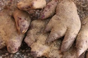 如何种植毛薯？——毛薯种植全攻略（时间、地点、品种的选择）