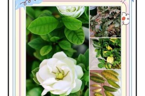 栀子花叶片薄薄的奥秘（探究栀子花叶片的结构和特点）