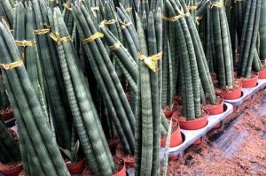 虎皮兰的盆栽养护技巧（选盆、养土、浇水，让你的虎皮兰常青常美）