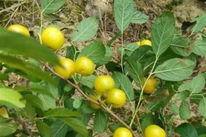 钙果种子的种植方法（打造自家钙果园的秘诀）