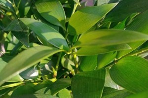 竹子没有叶子怎么办（以竹子没有叶子为主题的植物保护措施和创意利用方法）