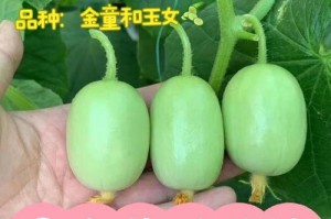 如何快速催芽黄瓜种子（掌握关键技巧，让你的黄瓜种子快速成长）