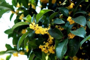 了解中华文化的代表——桂花（品味芳香，探寻历史——走近桂花）