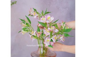 水仙花的花期有多长时间？（探究水仙花的开花时间和特点）