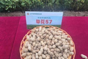 掌握东北花生种植时间和方法（让你的花生丰收在望）