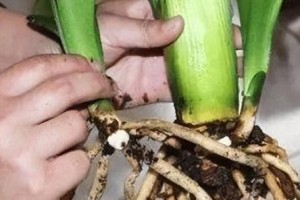 B12肥料在花卉种植中的应用（适合浇什么花？B12肥料的作用及使用方法）