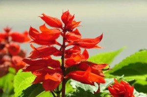探究一串红的生长特点（多年生植物的形态与生态）