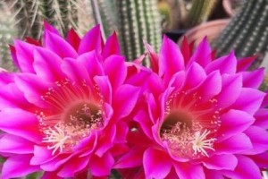 仙人球为什么不开花？（探究仙人球不开花的原因和解决方法）