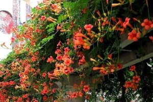 花开四季——室外花卉知多少（探寻室外花卉的品种、养护和观赏）