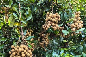 龙眼的成熟与上市季节（了解龙眼的生长周期与产地分布）