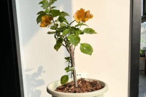 黄金塔花的毒性及适宜养护方式（可否放室内？如何注意安全？）
