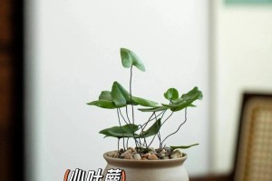 附生植物的神秘世界（探秘附生植物的特殊生存策略）