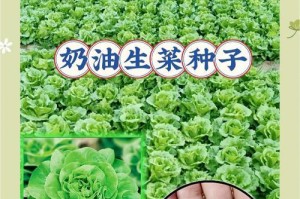 如何辨别生菜种子？（掌握关键技巧轻松识别优质种子）