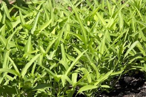 如何正确种植空心菜？（时间、方法、注意事项一一解析）