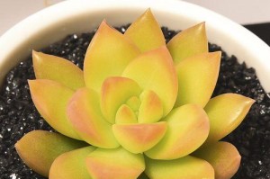 多肉植物的魅力（探索多肉植物的分类、特点和养护方法）