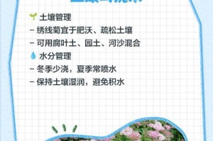 六月菊花的养护秘籍（打造美丽花坛的关键技巧）