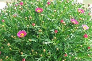 玛格丽特开花时间及周期（一年开几次花，花期月份如何把握？）