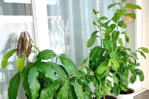 榴莲盆栽的秘密（掌握技巧，就能在家里种植榴莲）