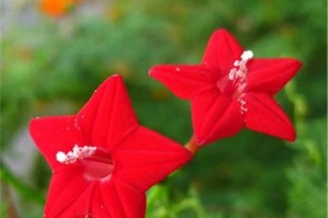 以莺萝花怎么读（探秘古诗中的花海珍珠）